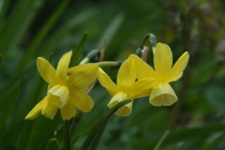 Narcissus 'Hawera' bestellen